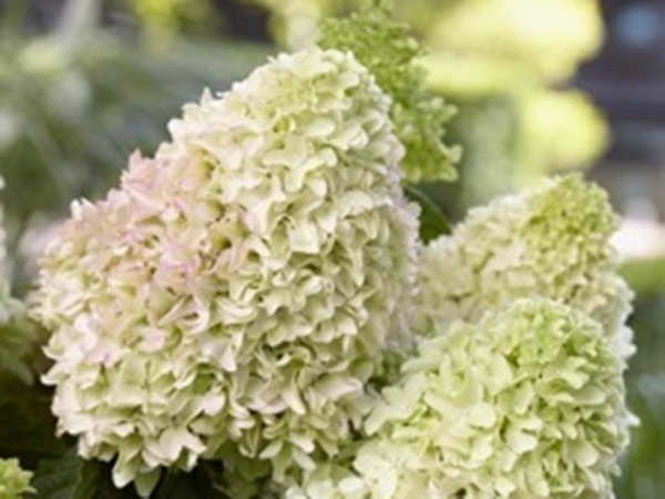 Hortenzija šluotelinė ,Little Fraise' (lot. Hydrangea paniculata) Hortenzija šluotelinė ,Little Fraise' (lot. Hydrangea paniculata)